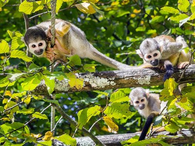 Squirrel Monkeys