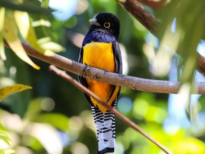 Corcovado National Park