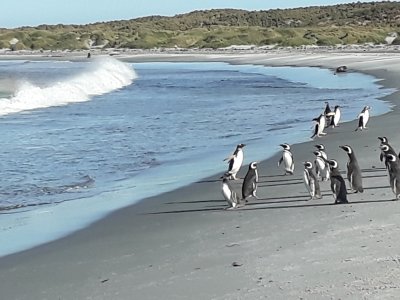 Falkland Islands