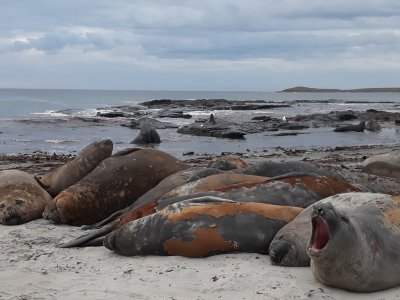 Falkland Islands Holidays