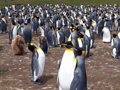 Holidays to the Falkland Islands