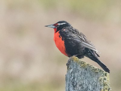 Falklands Bird