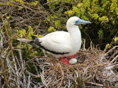 Galapagos Islands