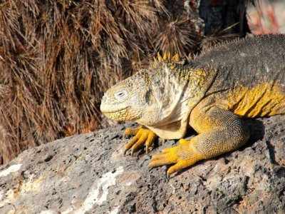 Galapagos Islands