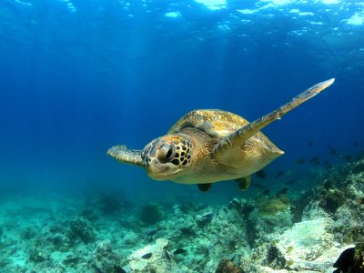 Galapagos Sea Turtle