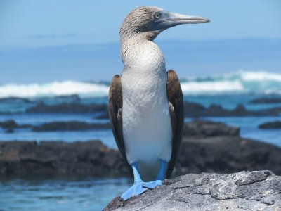 Galapagos Islands