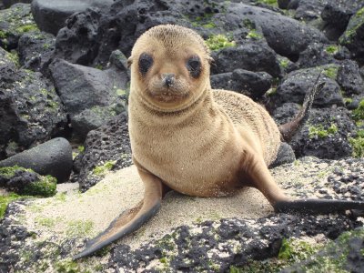 Galapagos Islands