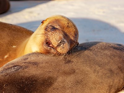 Galapagos Islands