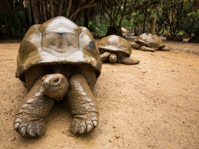 Galapagos Islands