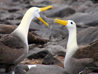 Galapagos Islands