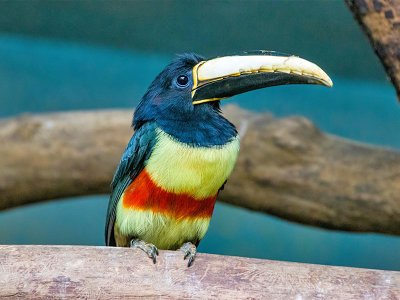 Toucan Guyana