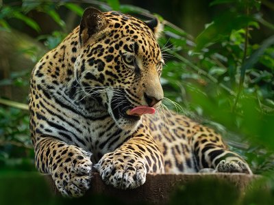 Jaguar