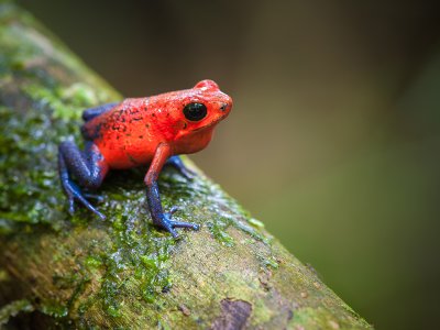 Costa Rica