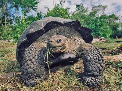 Galapagos