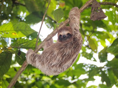 Sloth Costa Rica