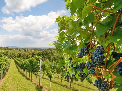 Argentina Vineyards