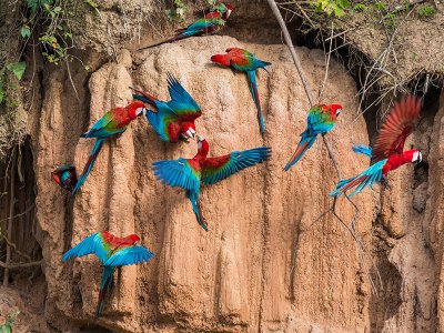 Peruvian Amazon