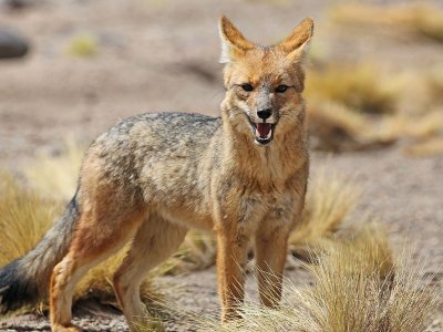 Andean Fox