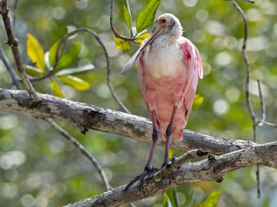 Spoonbill Costa Rica