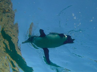 Galapagos Penguin