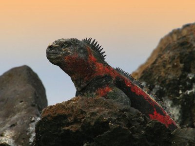 Iguana