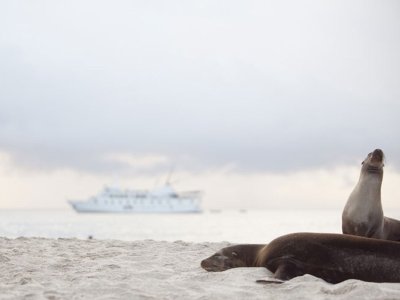 La Pinta With Sea Lion