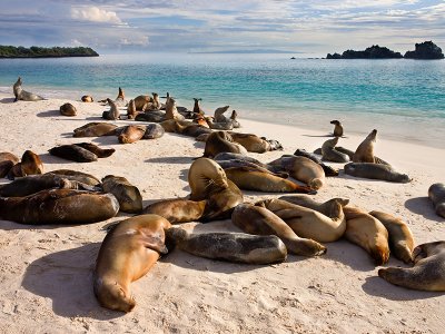 Sea Lions Espanola