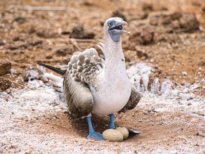 Blue Footed Booby