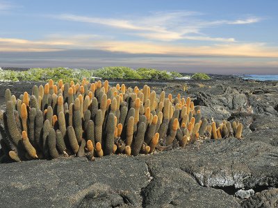 Cactus, Fernandina