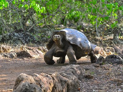 Giant Tortoise