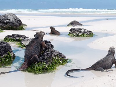 Marine Iguanas, Galapagos