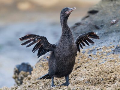 Tagus Cove, Galapagos