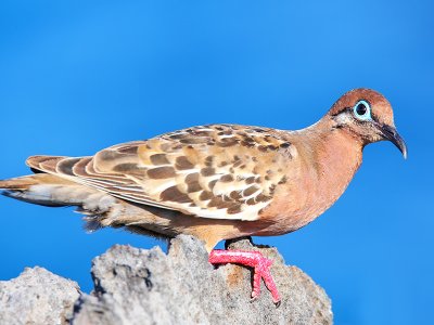 Galapagos Dove