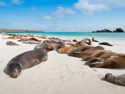 Sea Lions in the Galapagos