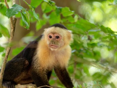 Monkey, Costa Rica