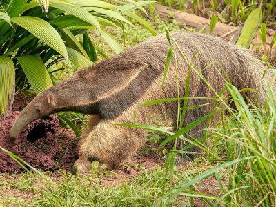 Giant anteater, Guyana