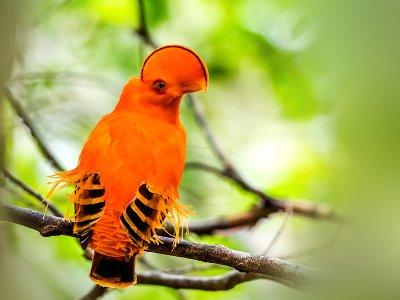 Cock-of-the-Rock, Guyana