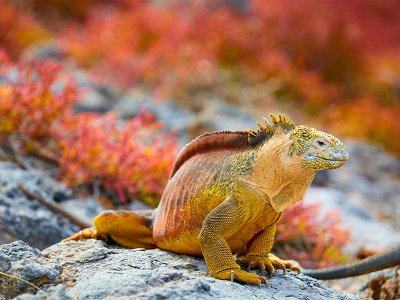 Galapagos land iguana