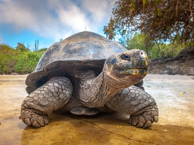 Giant Tortoise