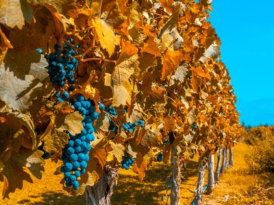 Mendoza Vineyard