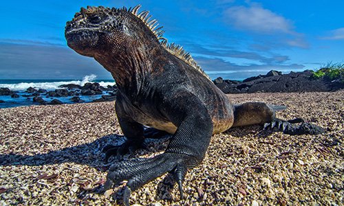 Galapagos Land Iguana