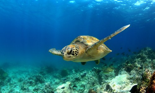 Galapagos Sea Turtle