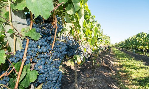 Uruguay Vineyard