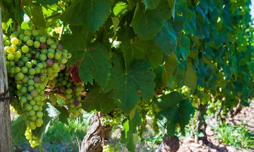 Uruguay Vineyard