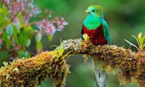 Quetzal Costa Rica