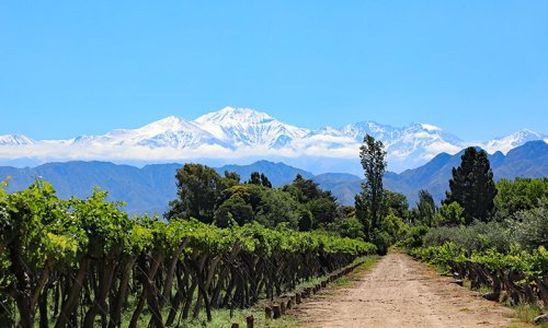 Mendoza Vineyard