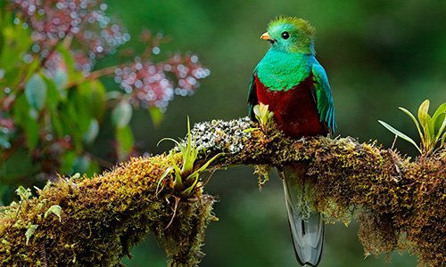 Quetzal Bird