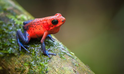 Costa Rica Frog