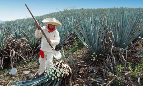 Mezcal farmer