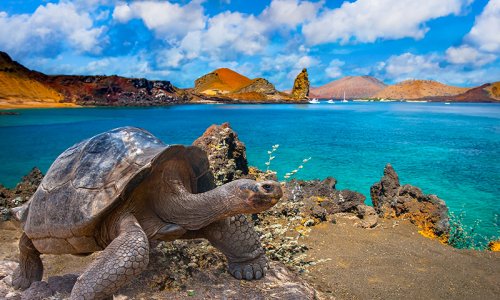 Giant tortoise galapagos